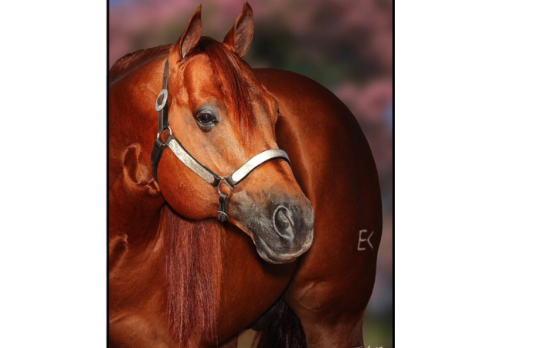 DUKE LEO EK